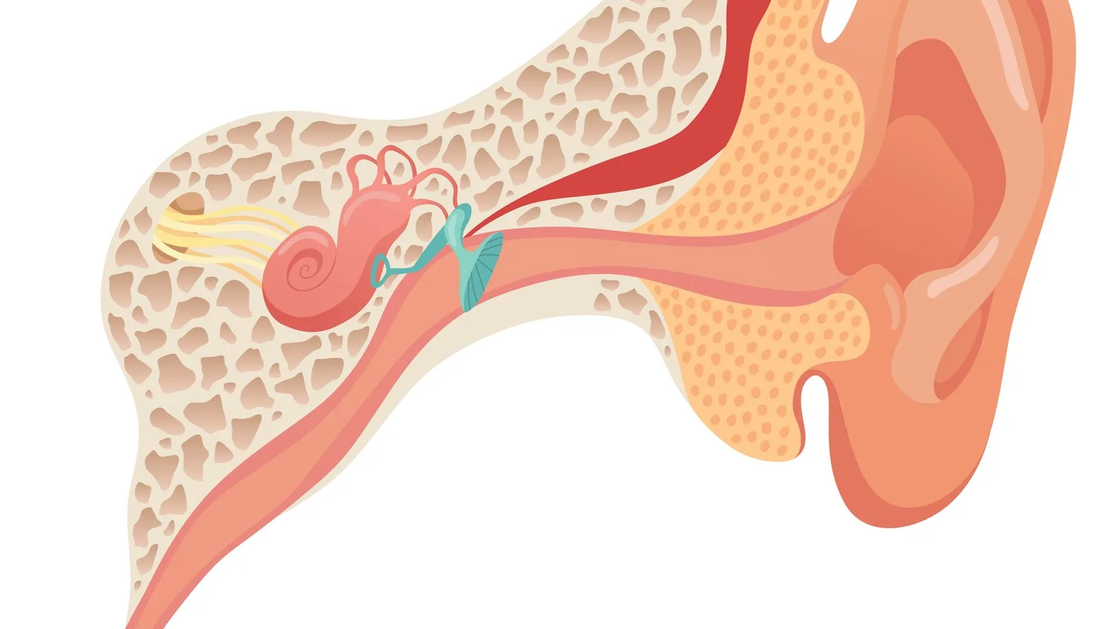 Tratamiento y Extracción de Tapón de Cerumen en la CDMX